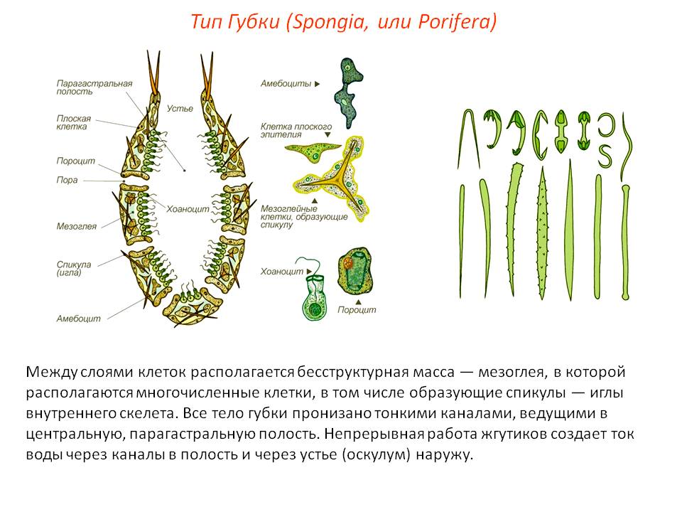 Ссылки на сайты onion