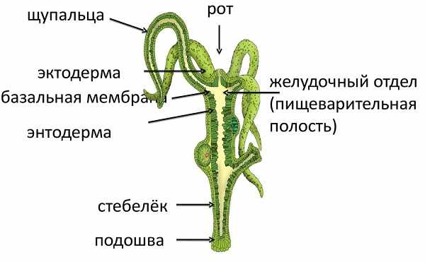 Что такое кракен только через тор